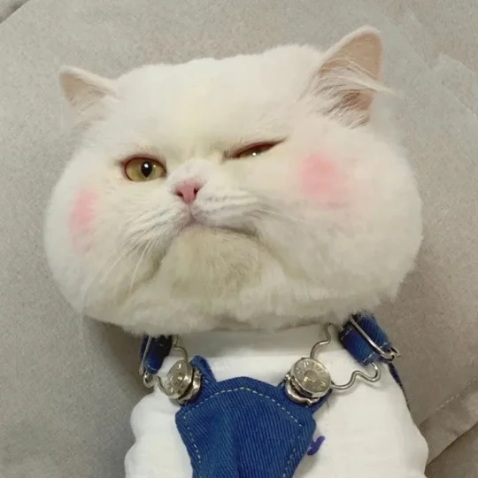 Indie Developer_Dawei