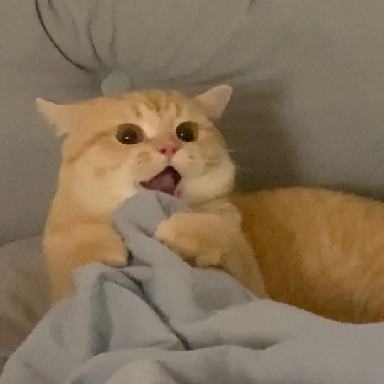 一只爱旅行的猫